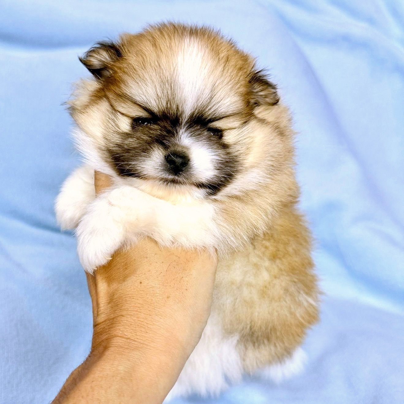 Filhote de Sptiz branco com laranja